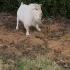 فحل قزمي مستوى فاخر معر ف ومنتج