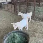 تيوس قزم للبيع