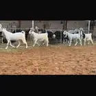 عرض بيع معز مطوره