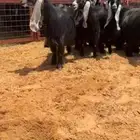 عرض بيع معز عوارض فاخره