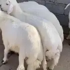 طليان