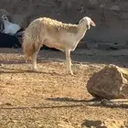 رخله ثنيه صنف   تم البيع