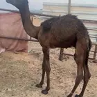 قعود لهل التربيه طيب امه مجهم طيبه جدا