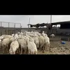 مراح حرش صنف الصنف