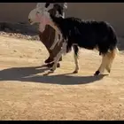 نجديه خصم نادره ( تم البيع )