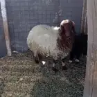 خروف نعيمي مقفل شحم