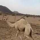 بكره للبيع