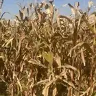 علف للبيع أعلاف ذره