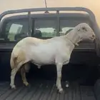 كبش للبيع