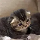 قطط كيتين سكوتش