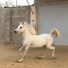 فرس شعيبه شيخه