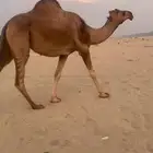 بكره بكر فرديه