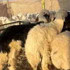 طليان نجد جذعان ناهي جبرات العدد 4