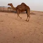 للبيع الناقه الخفوت