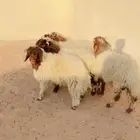 طليان نعيم الريآض حي الشفآء آي مكان نوصل فيه ذبح باقي آثنين