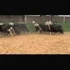 عرض نجد مراح مضاريع ودفيع العداد 22 بالفحل