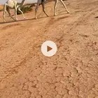 للبيع ناقه عشرا كفو