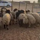 ذبايح رخال طيبه