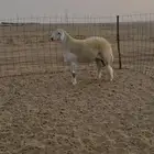 مشروع فحل صنف الصنف تم البيع