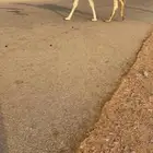 للبيع قعود لقي علياني جده عليان بعير الامير سلطان بن محمد