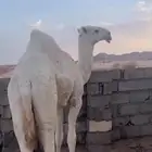 قعود البيع طيب عمرها ثلاث سنين ونص