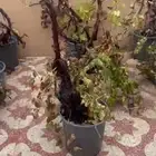 شتلات عنب حلاوني منتاجات