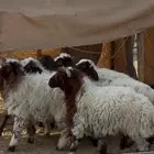 خمس طليان وثلاث رخال نعيم