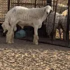 خروف حري صنف