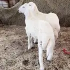 خرفان