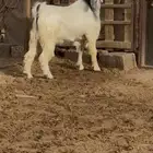 فحل معزا جذع حار ومشروط