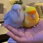 جوز روز