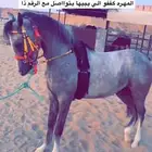 حصان