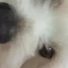 كلب ذكر مالتيز.