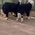 طليان ذبايح فاخره