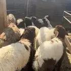 ذبايح هرفي لباني نعيم
