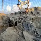 عنقان ماشاء الله