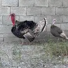 دجاج رومي