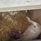 جوز البينيو عيون حمر