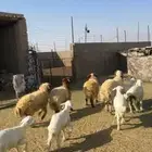 خرفان نعيم وحري