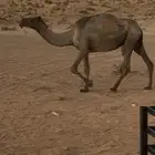 ناقه للبيع