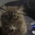 قط شيرازي ذكر
