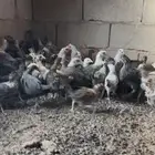صوص للبيع