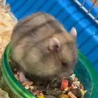 زوج هامستر روسي ونتر وايت منتج