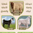 ضحيتك ل باب بيتك