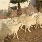 ضان حرية مقاني دفيع