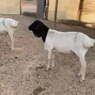 برابر مرابي جذعان