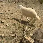 طلي ذبيحه