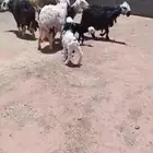 للبيع شياه ولد