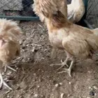 دجاج بولش