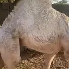 قعود بلدي كفو للبيع